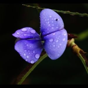 Meet your Posher, Elliot